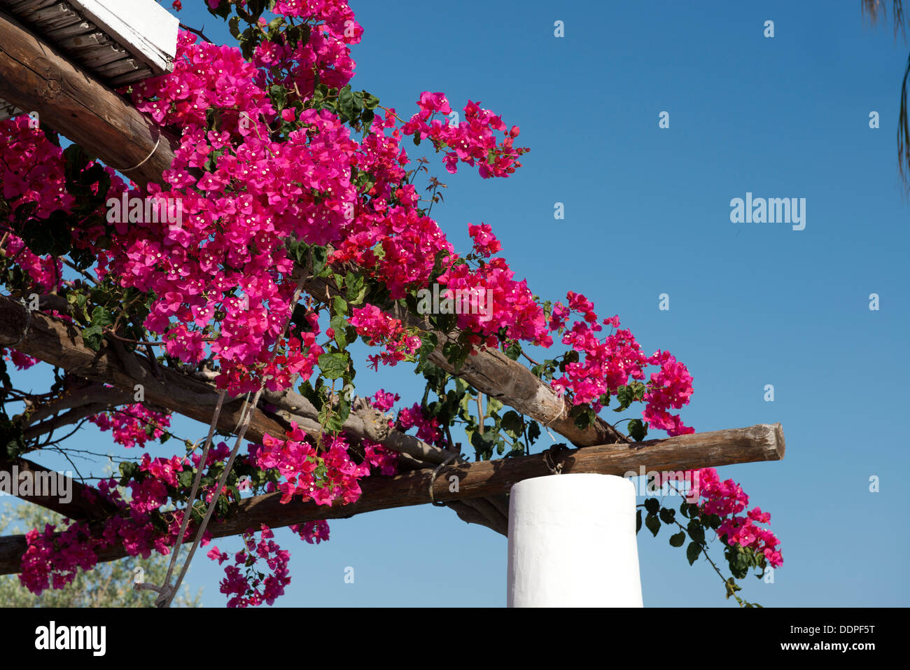 Bouganville che cresce su un tetto di Isola di Salina, le Isole Eolie, Messina, Sicilia, Italia Foto Stock