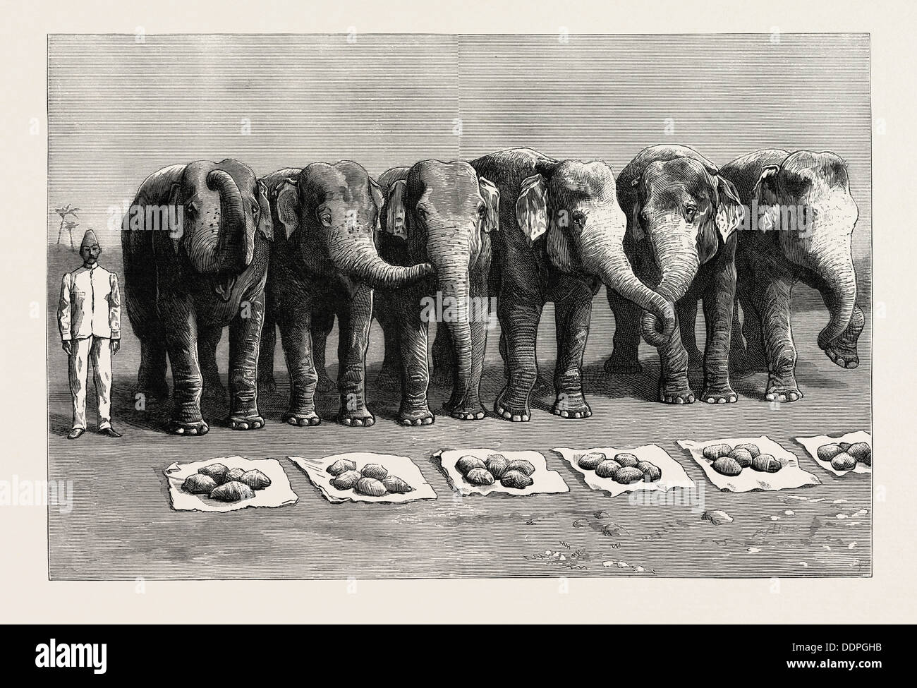 Gli elefanti IN INDIA, prima colazione di attesa per la alimentazione di parola, incisione 1890, immagine incisa, storia, arkheia Foto Stock