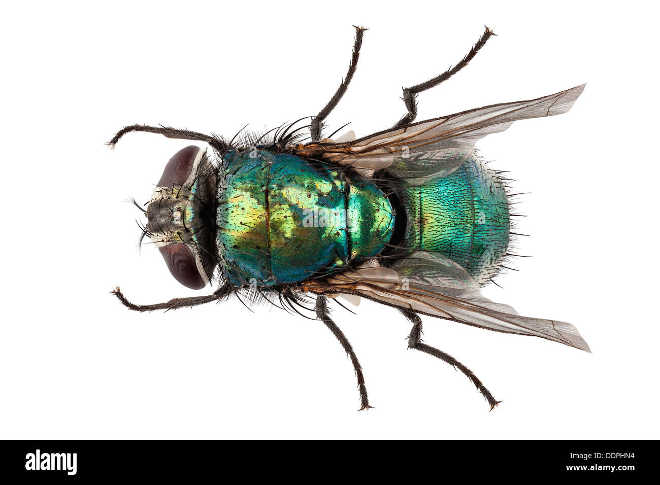 Soffiare specie mosca Lucilia caesar Foto Stock