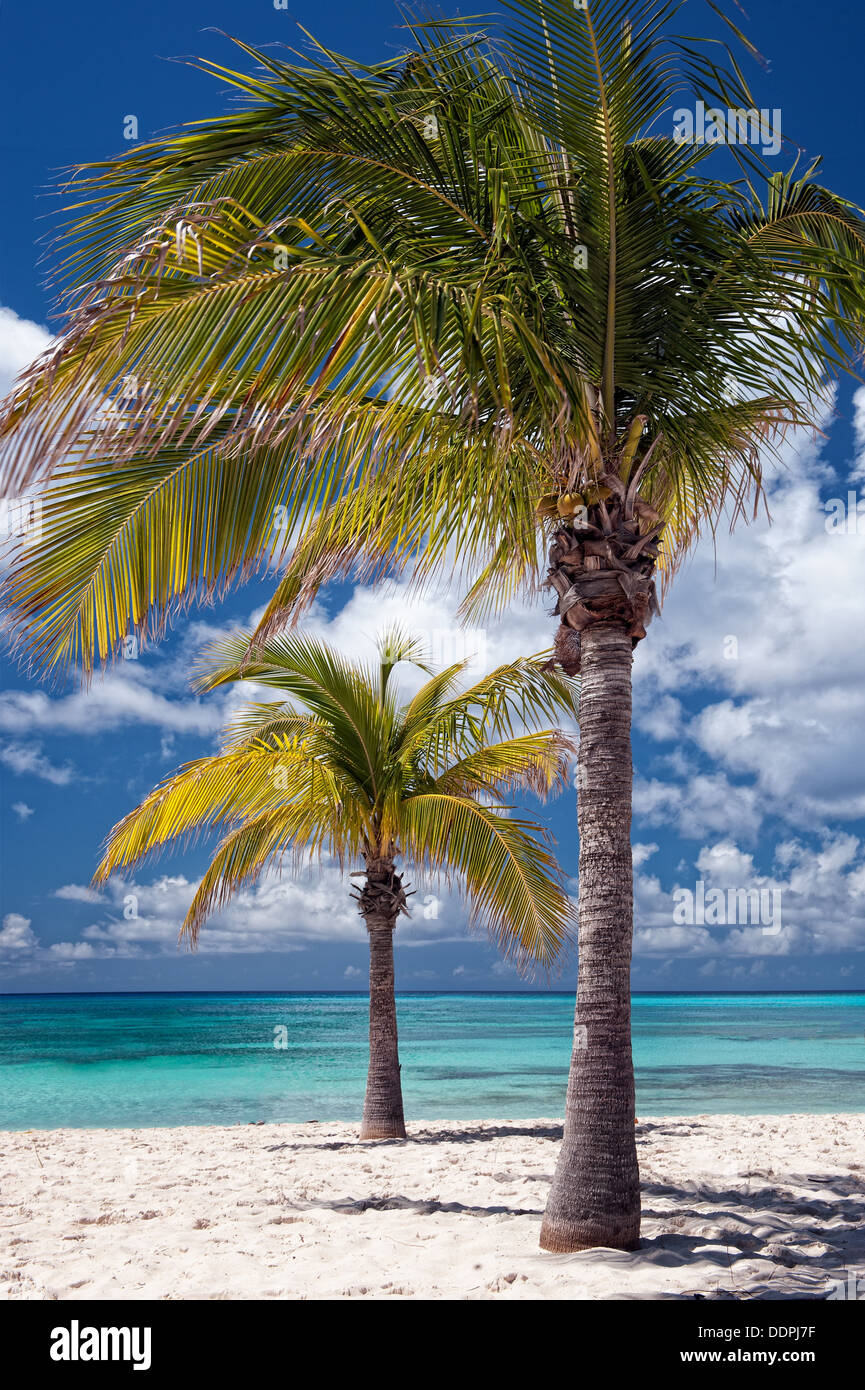 Palme su un isola dei Caraibi Foto Stock