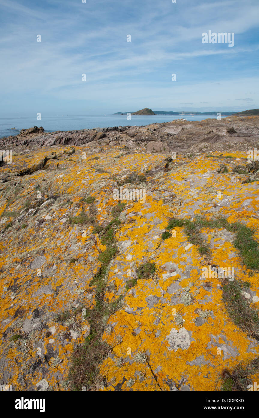 Arancione e grigio e incrostanti foliose licheni sulle rocce costiere vista verso il Grande Mewstone e Plymouth Sound Foto Stock