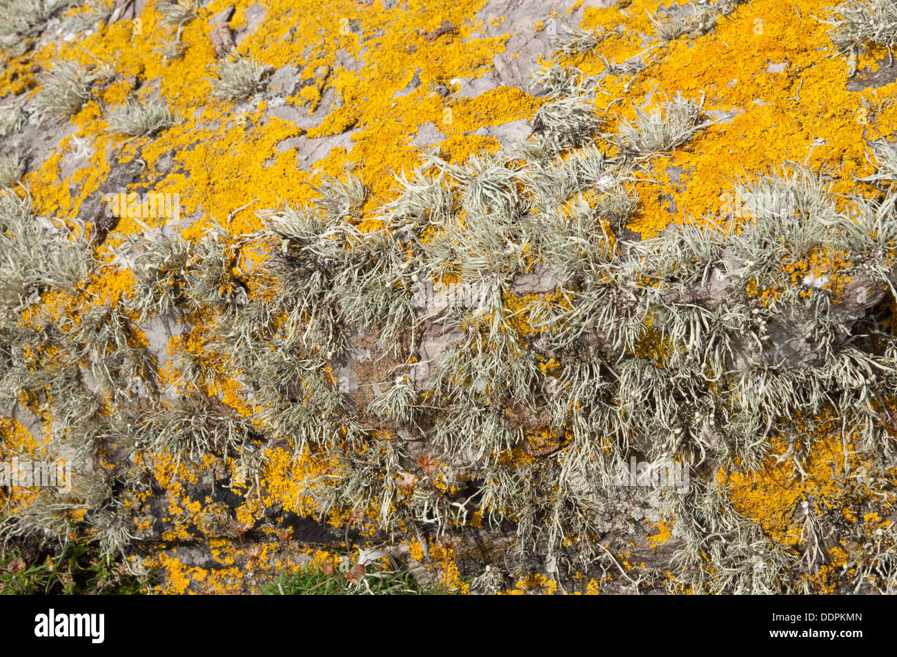 Arancione e grigio e incrostanti foliose licheni sulle rocce costiere Foto Stock