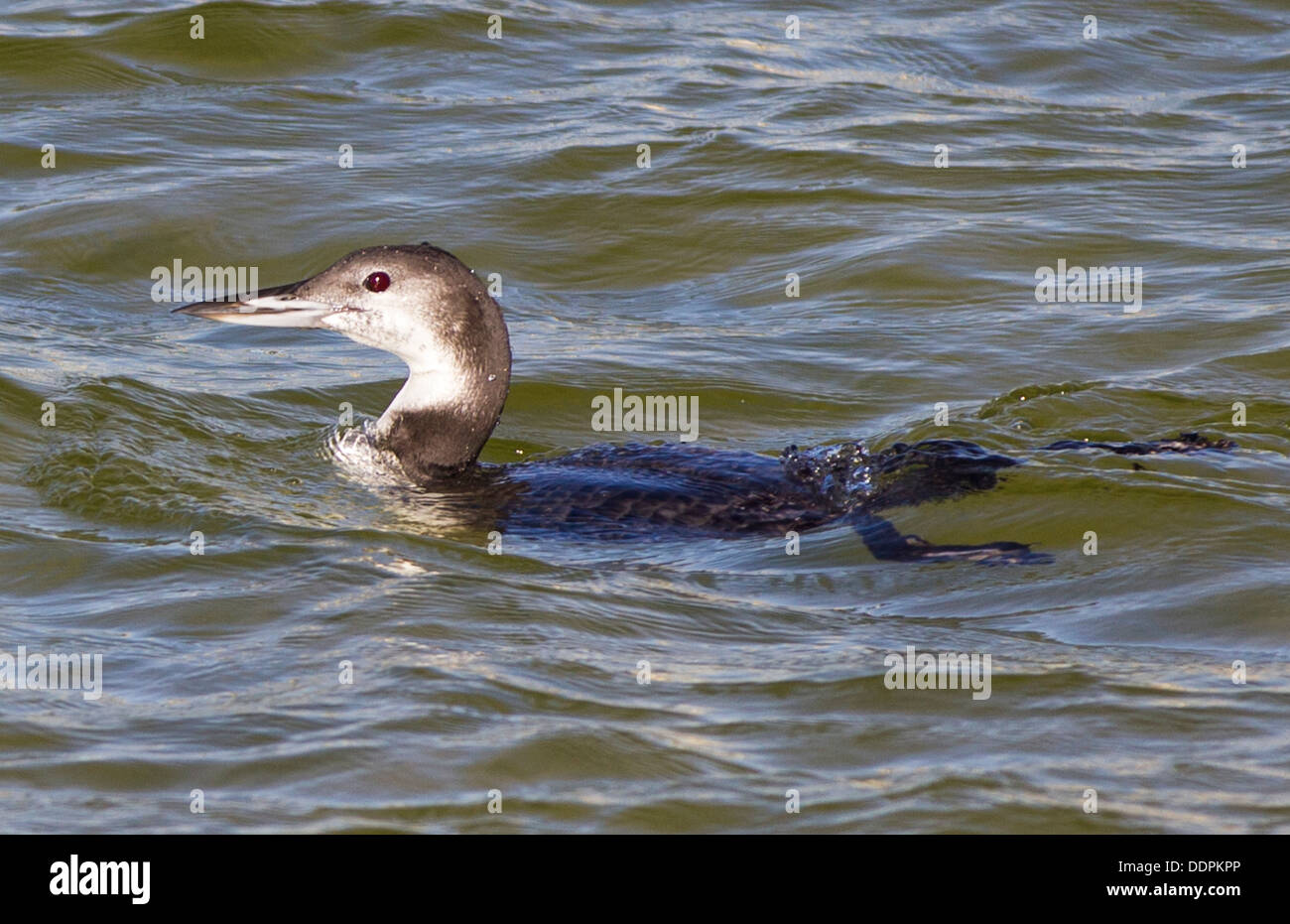 Loon comune di nuoto. Foto Stock