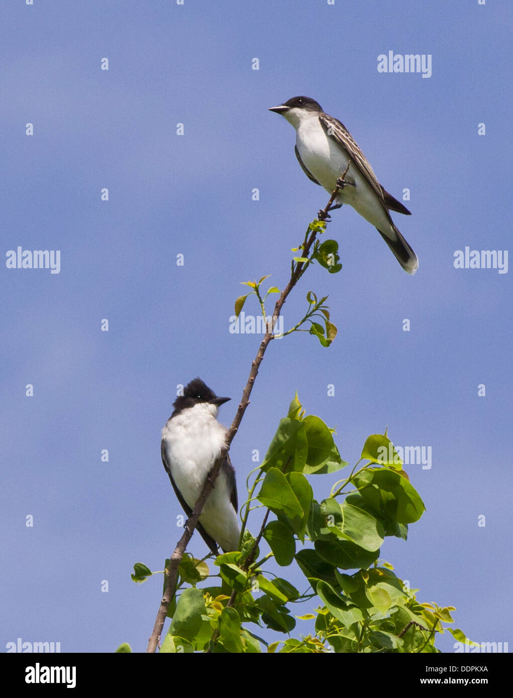 Coppia di kingbird orientale è arroccato insieme su un ramo. Foto Stock