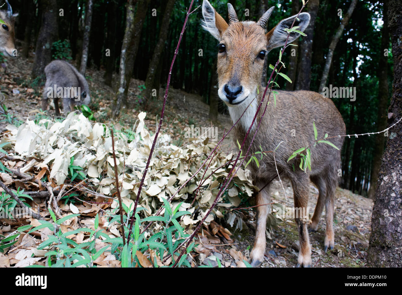 Il Nilgiri Tahr ( Nilgiritragus hylocrius ) famiglia. Foto Stock
