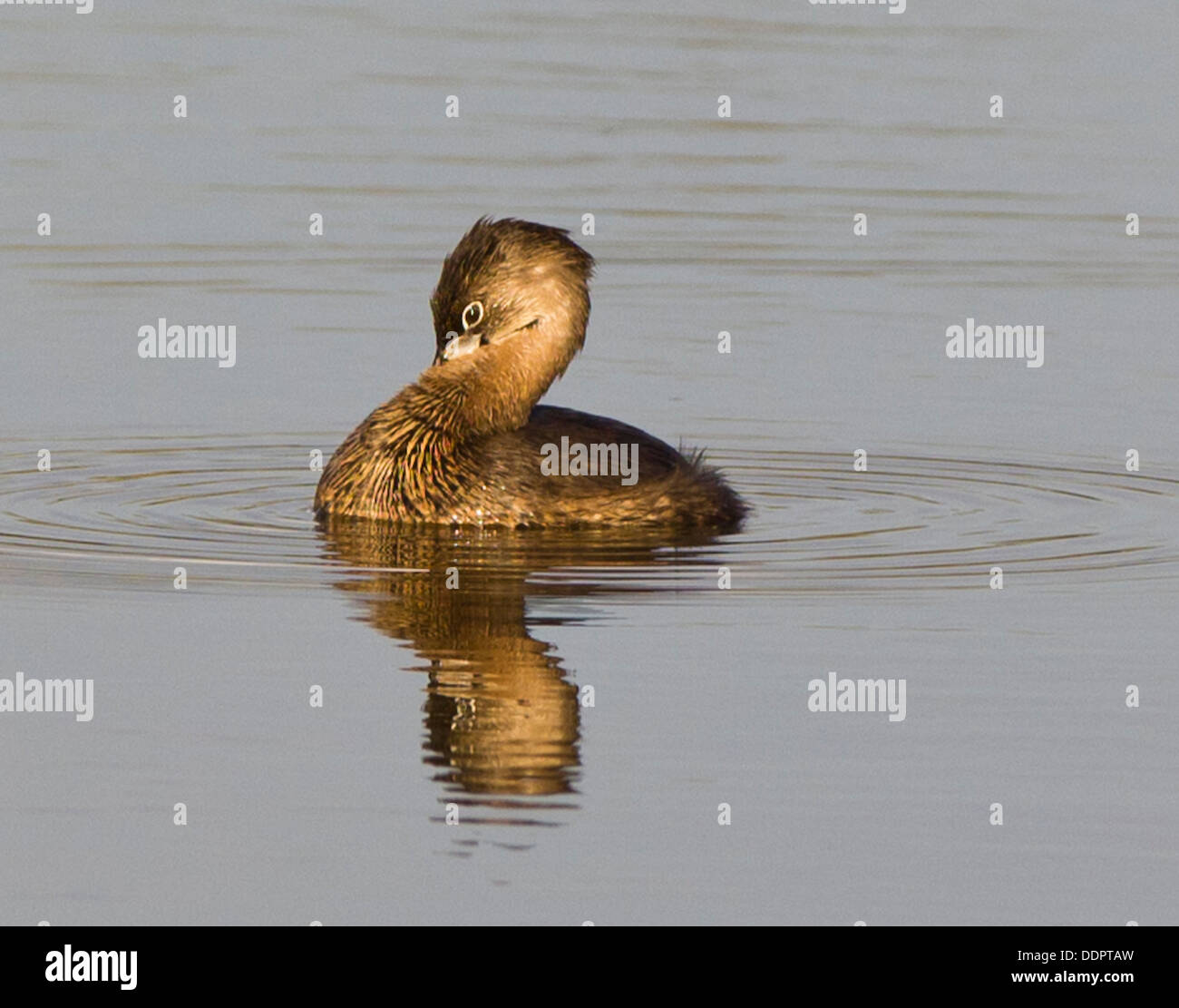 Pied fatturati svasso preening sull'acqua. Foto Stock