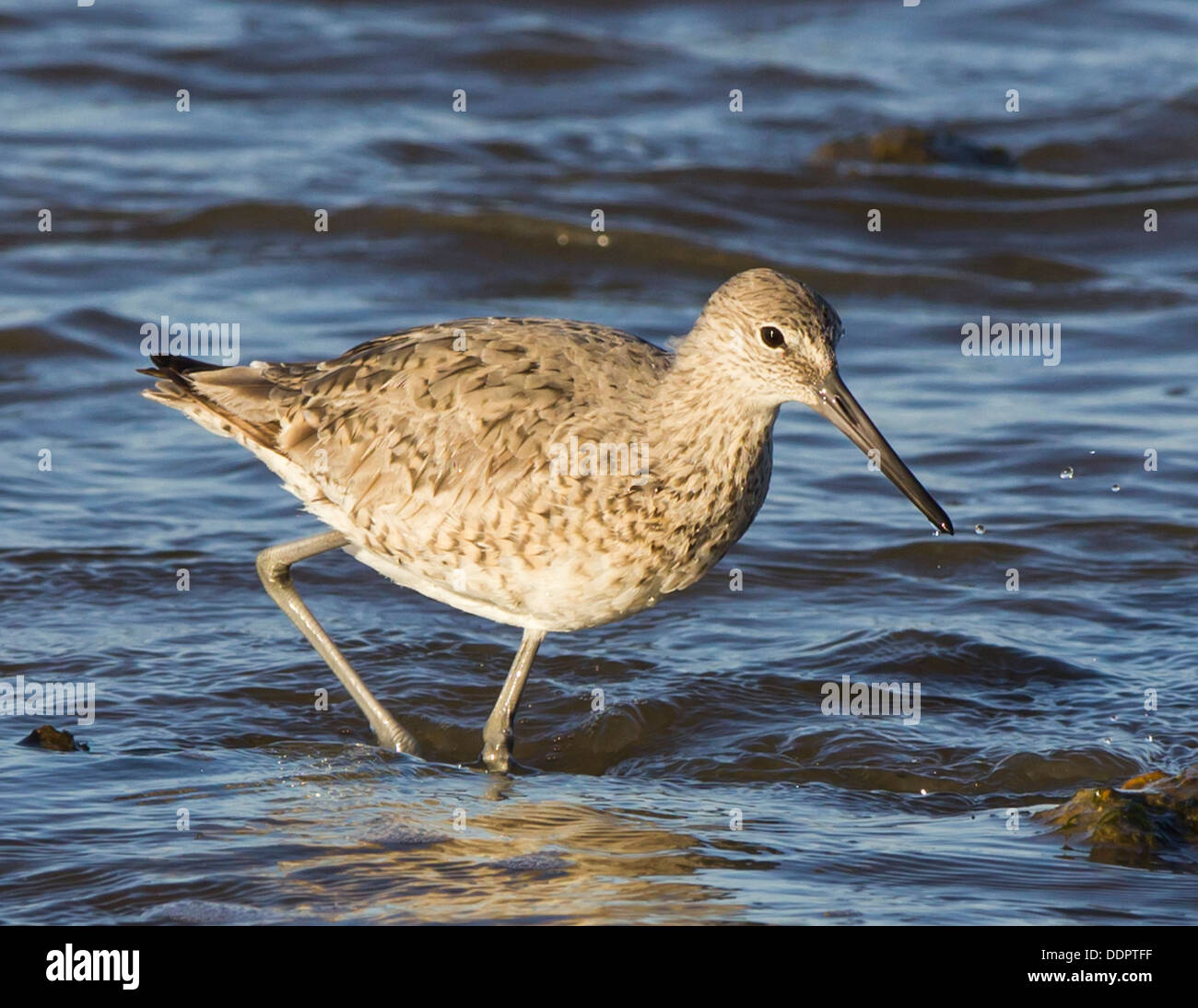 Willet alla ricerca di cibo. Foto Stock