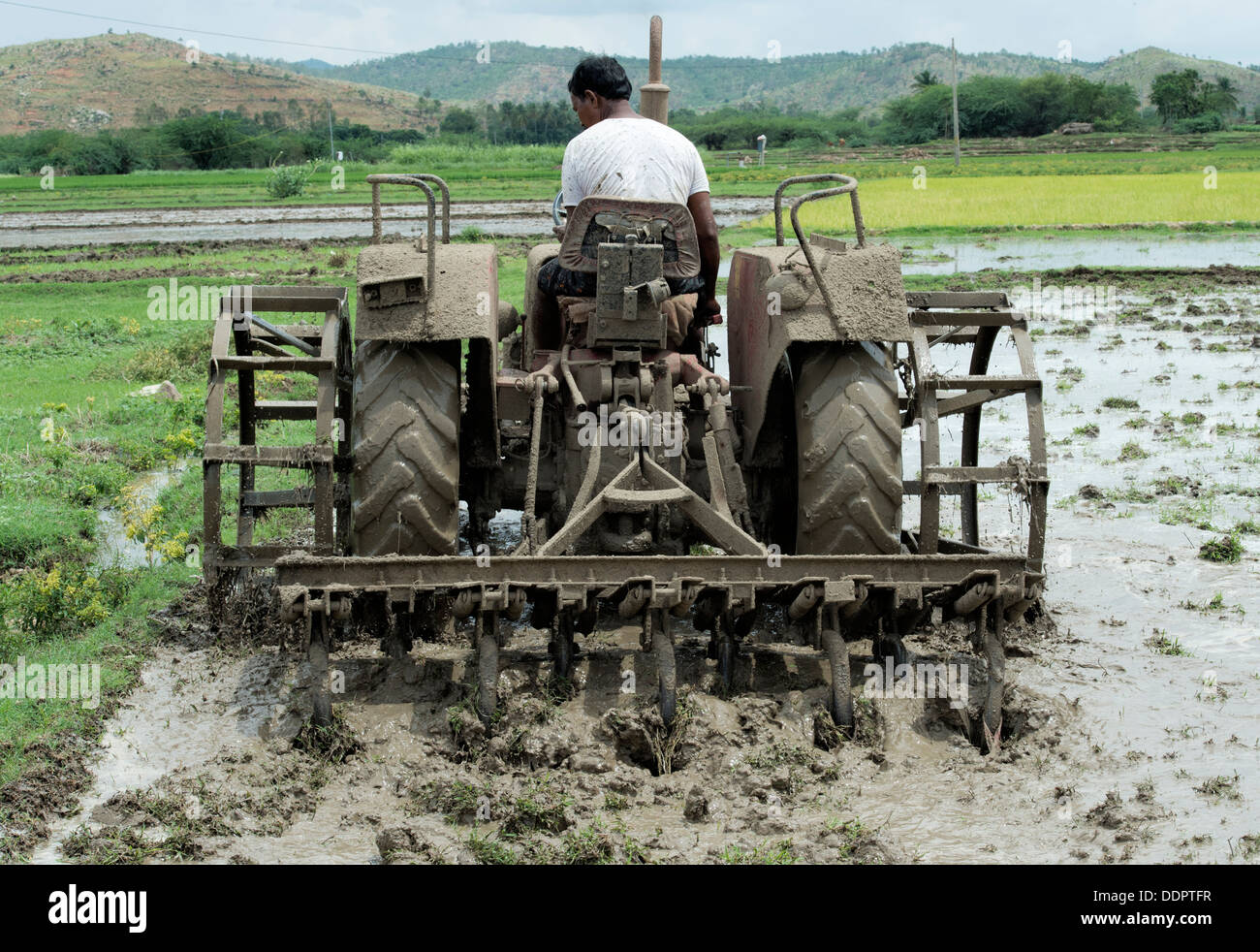 Uomo indiano aratura di risone campo con un trattore. Andhra Pradesh, India Foto Stock