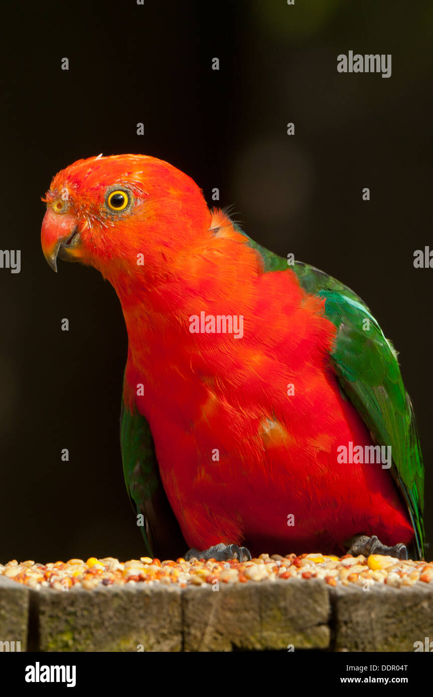 Re Parrot, Alisterus scapularis a Batemans Bay, NSW, Australia Foto Stock