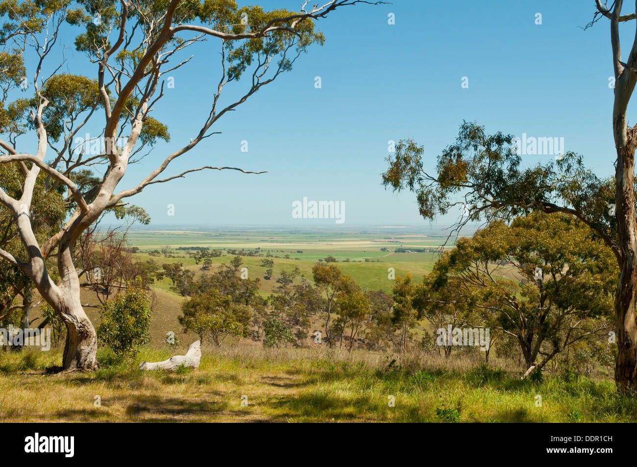 Vista Ovest dalla primavera del canalone Lookout, South Australia, Australia Foto Stock