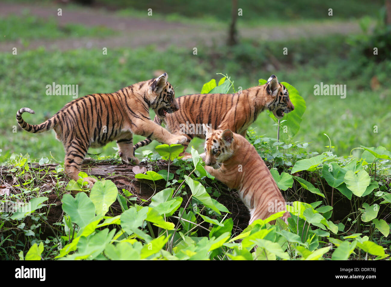 Tre tigri bambino giocando Foto Stock