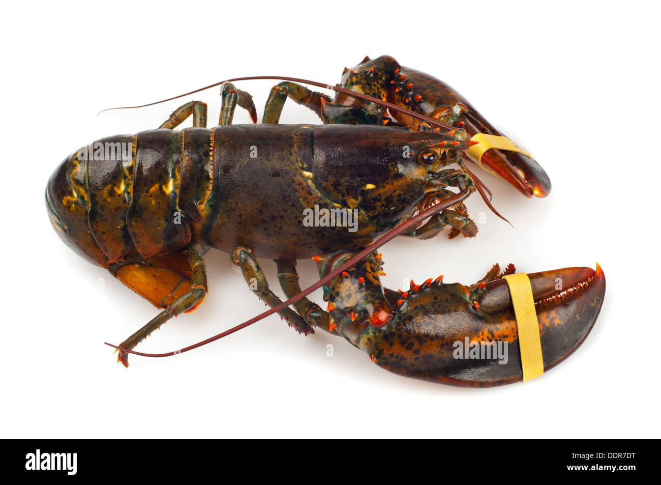 Aragoste vive isolato su sfondo bianco Foto Stock