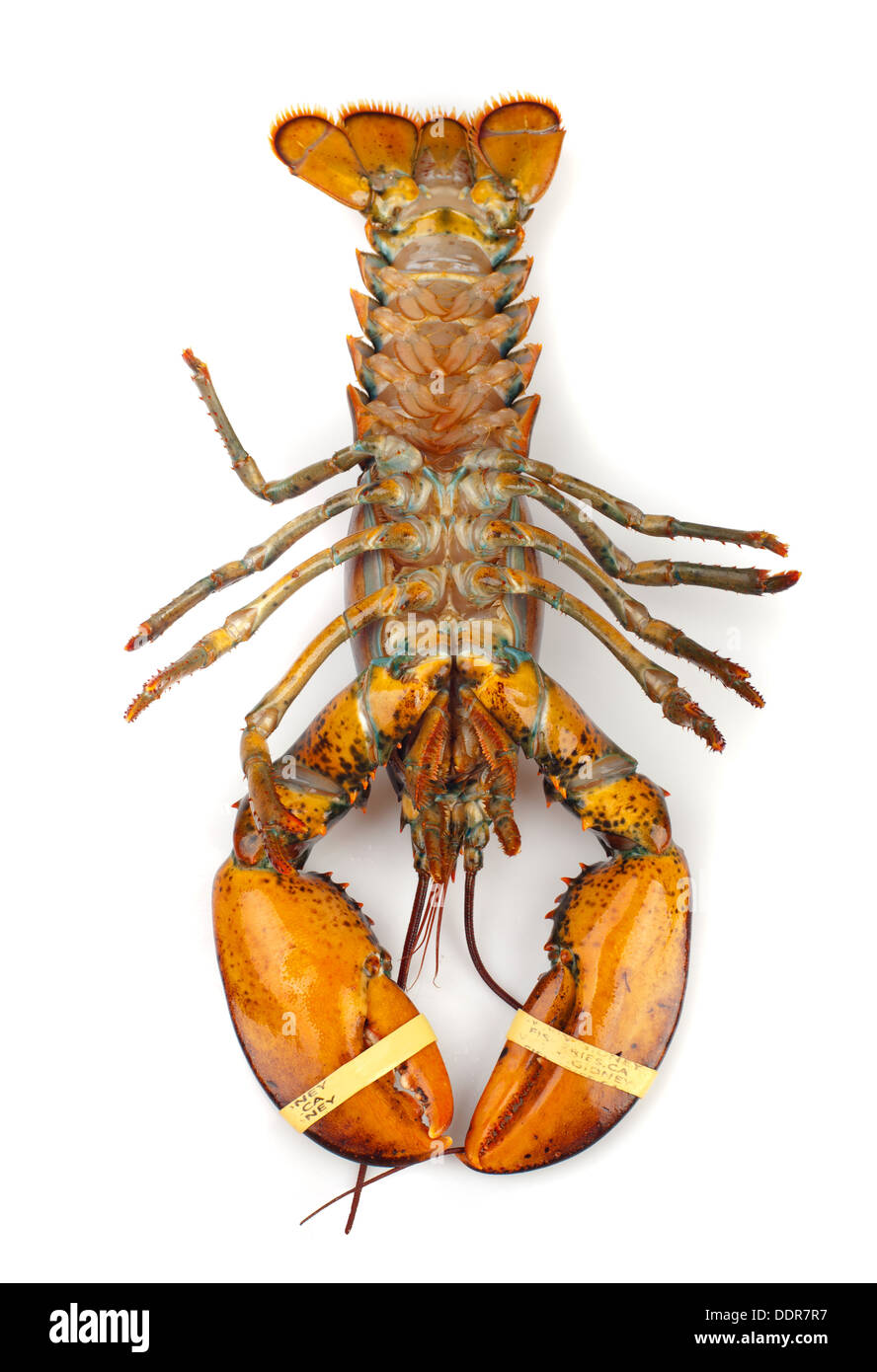 Aragoste vive isolato su sfondo bianco Foto Stock