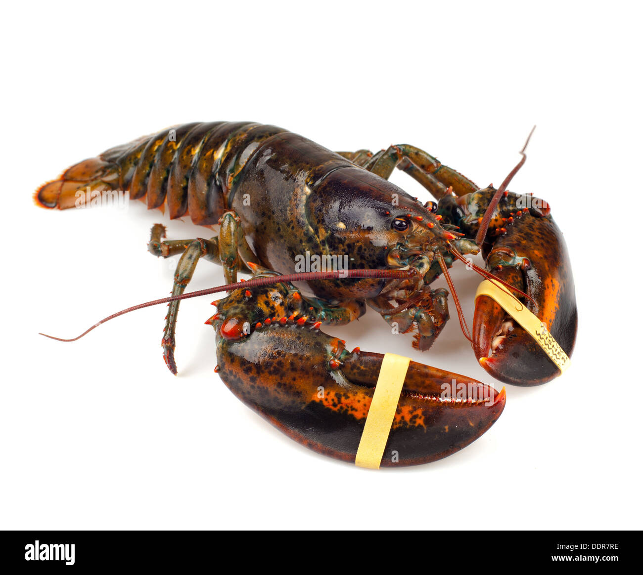 Aragoste vive isolato su sfondo bianco Foto Stock