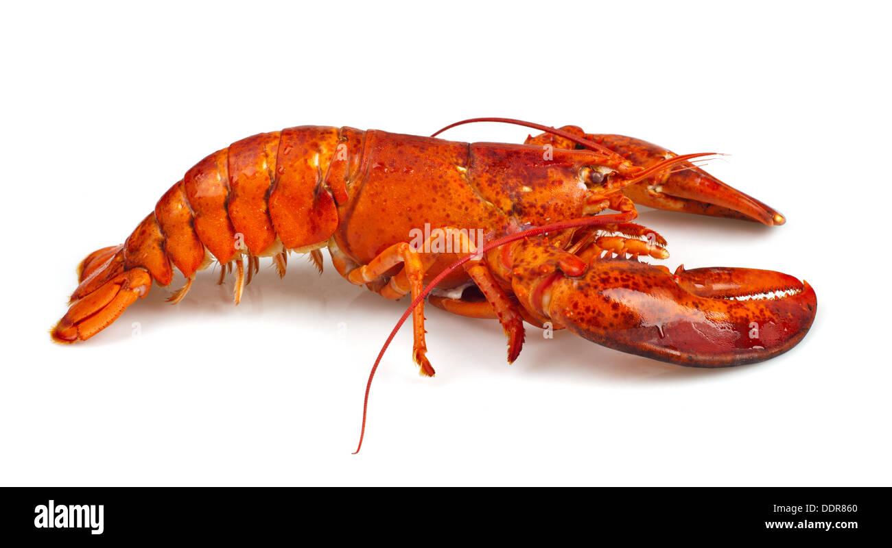 Red Lobster isolati su sfondo bianco Foto Stock