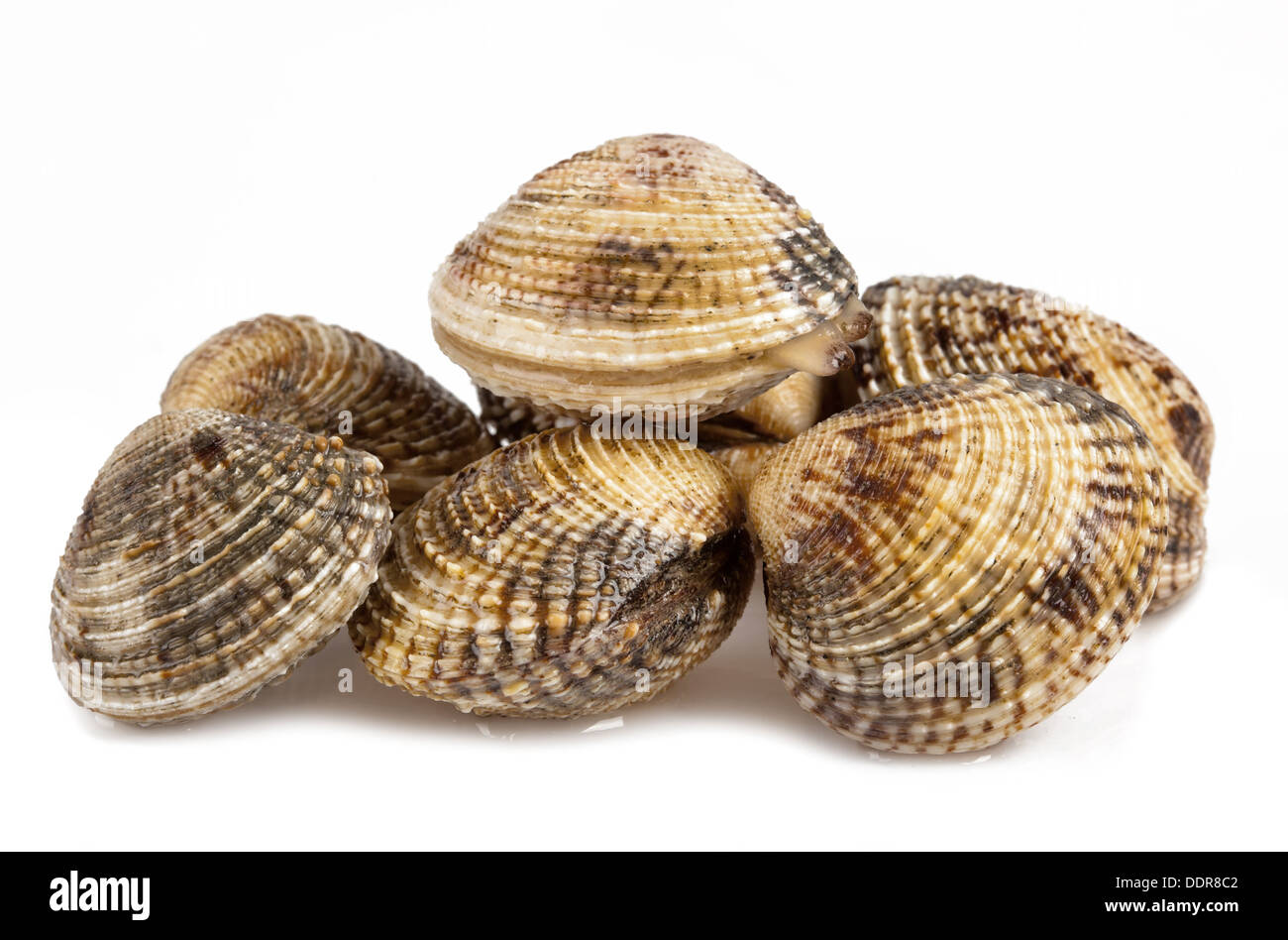 Lupin mare su sfondo bianco Foto Stock