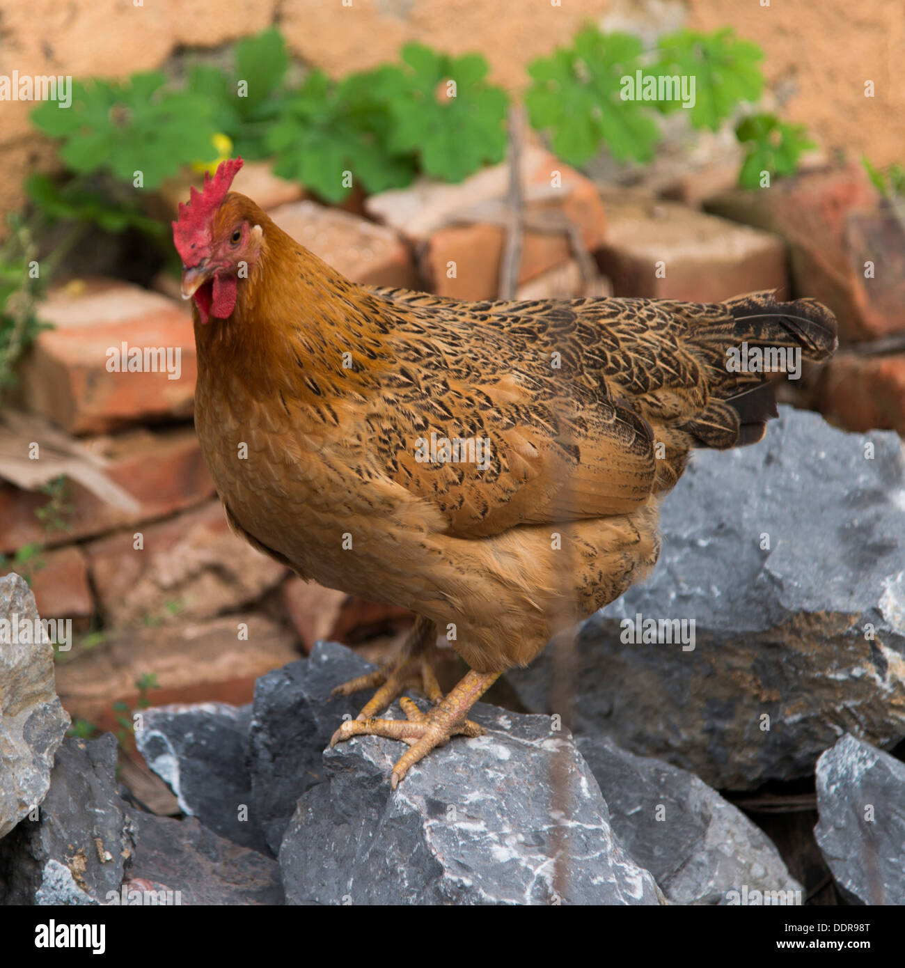Close-up di un gallo, Yangshuo, Guilin, provincia di Guangxi, Cina Foto Stock