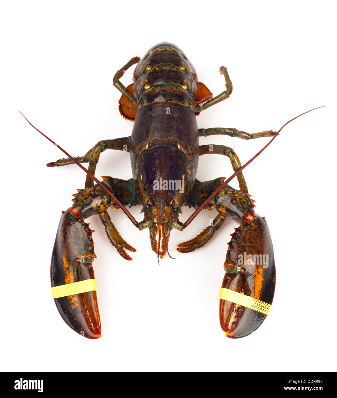 Aragoste vive isolato su sfondo bianco Foto Stock