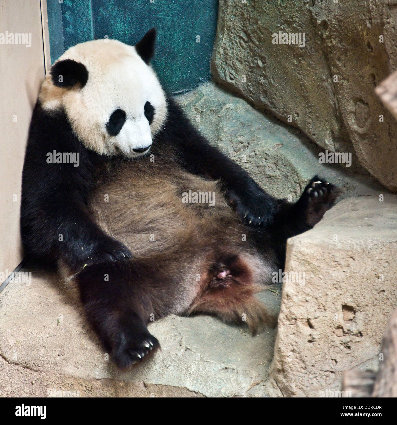 Panda gigante a Zooparc de Beauval - Francia Foto Stock