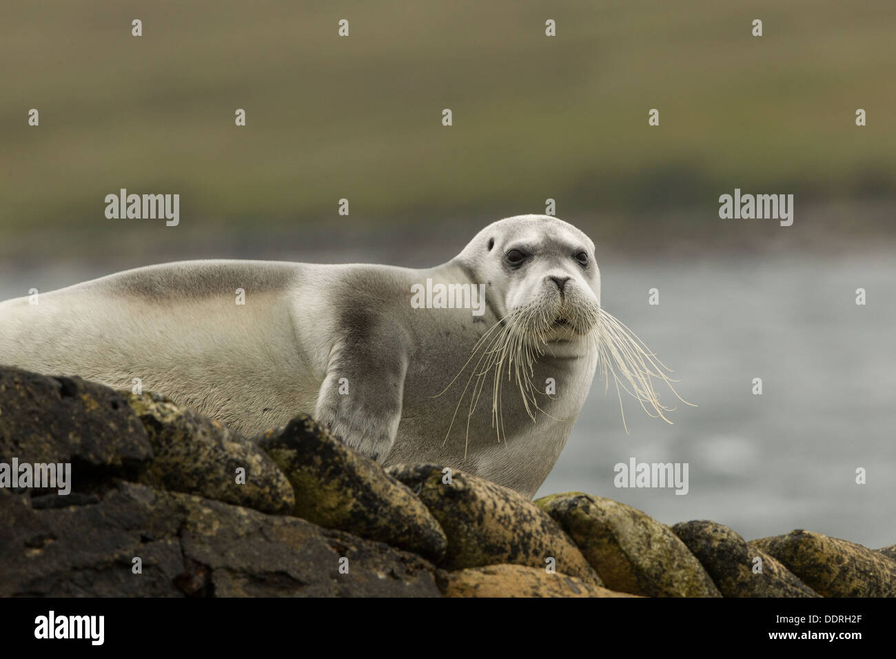 Guarnizione barbuto Erignathus barbatus, Sellafirth, Yell, Shetland. Meno di 20 record di questa guarnizione artico NEL REGNO UNITO Foto Stock