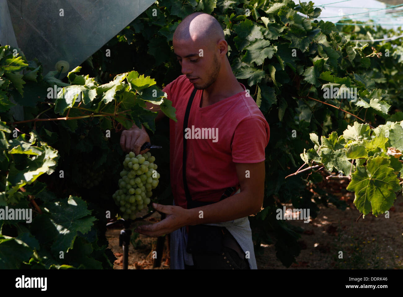 I lavoratori stranieri e la maggior parte di loro gli albanesi e i rumeni, raccolgono le uve dai campi. La zona di Nemea. nel Peloponneso, ha una singolare tradizione vinicola, fin dai tempi antichi e memorabile il vino di Fliasion per la squisita Aghiorghitiko, il vino greco che ha vinto l'ammirazione degli amanti del vino di tutto il mondo. Foto Stock