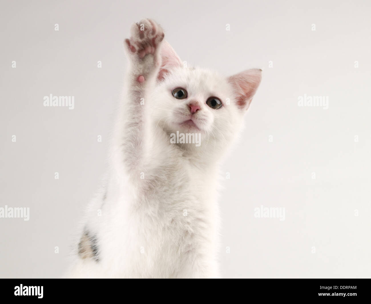 Gattino gioca su sfondo semplice dopo aver bevuto latte cat Foto Stock