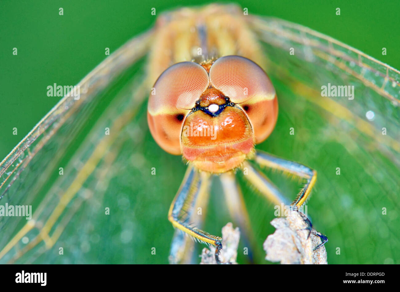 Libellula (Crocothemis erythraea) riprendere in foresta Foto Stock