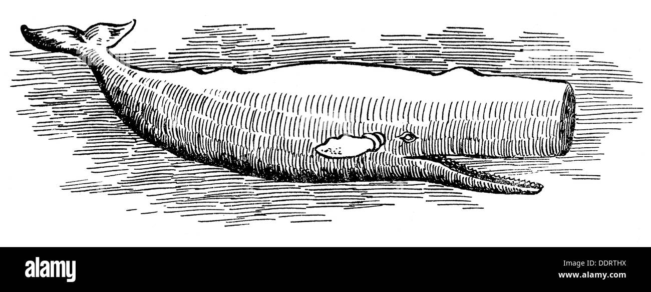 Pesca, balenotteria, balena spermatica, disegno, da: ünchner Merkur, Monaco, 28. / 29.3.1964, diritti-aggiuntivi-non-disponibili Foto Stock