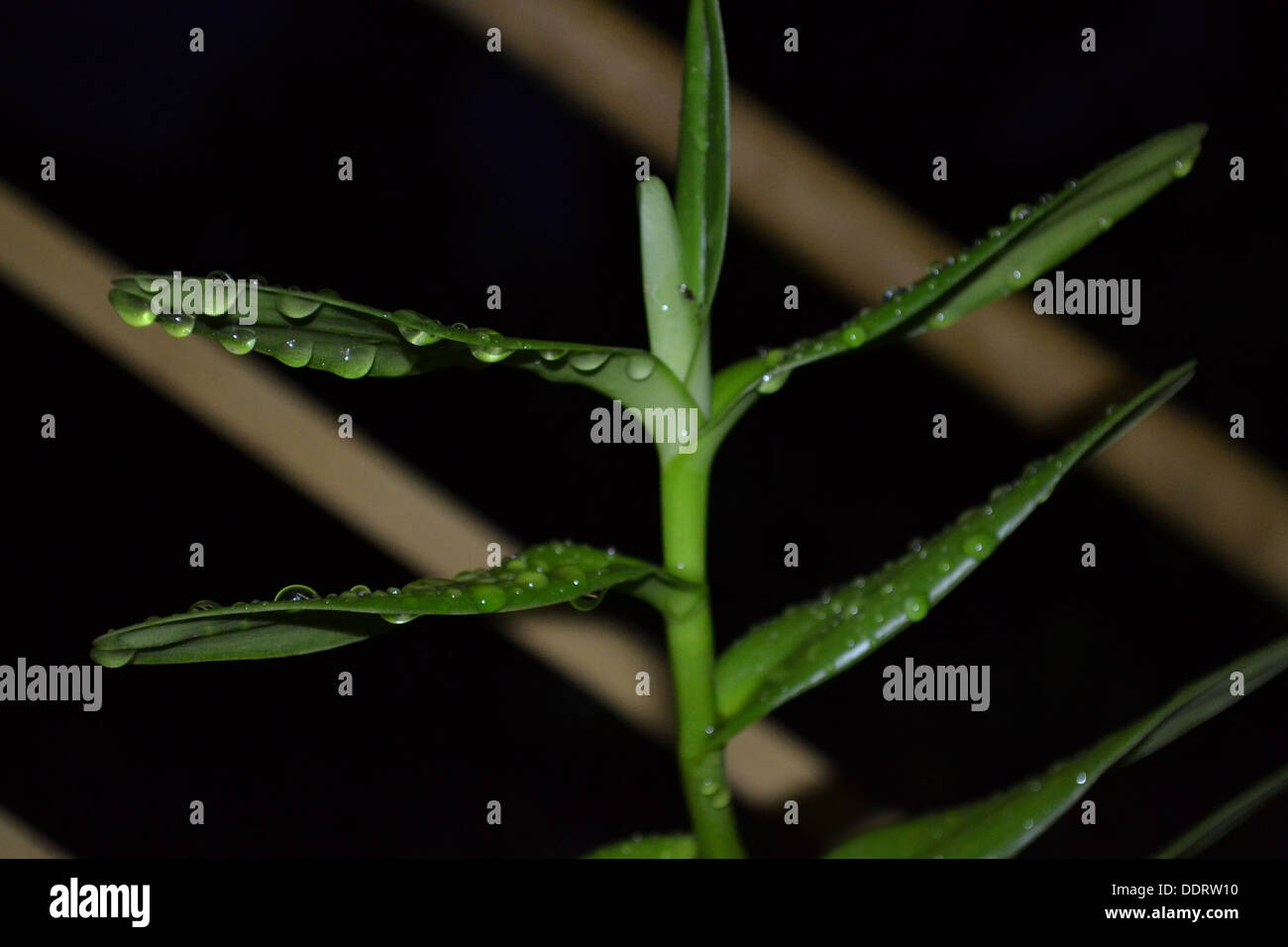 foglia verde Foto Stock