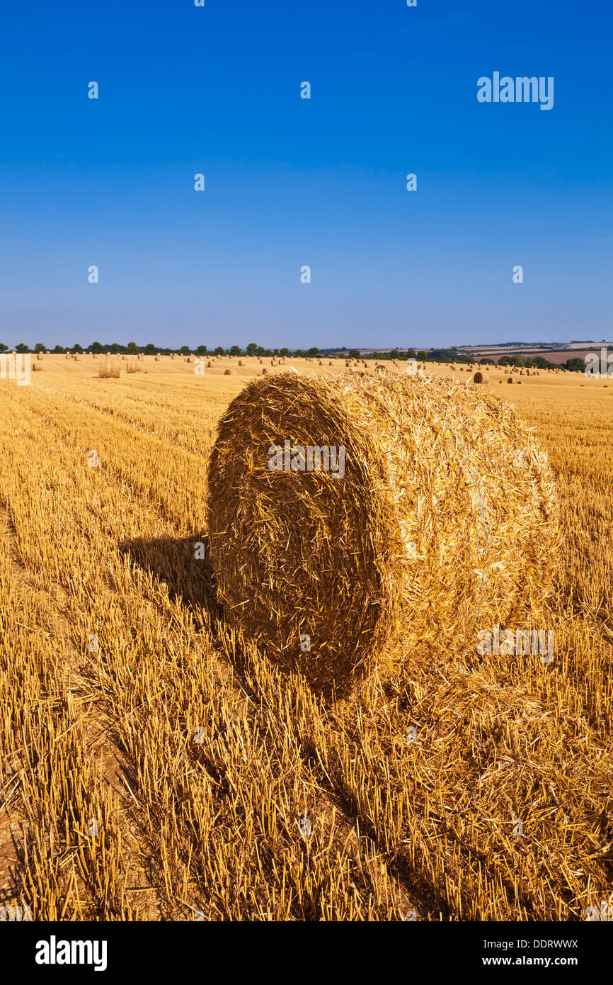 Campo di grano raccolti e le balle di paglia fatti Lincolnshire Wolds England Regno Unito GB EU Europe Foto Stock