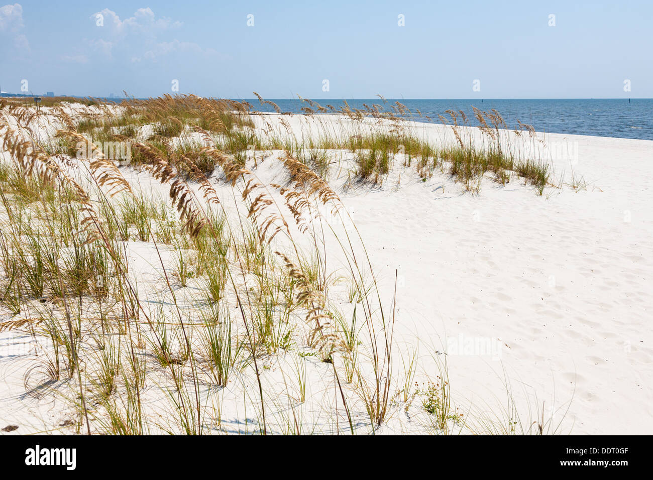Mare di avena fornire controllo erosione su man made spiaggia di sabbia del Golfo del Messico a Gulfport Biloxi e Mississippi Foto Stock