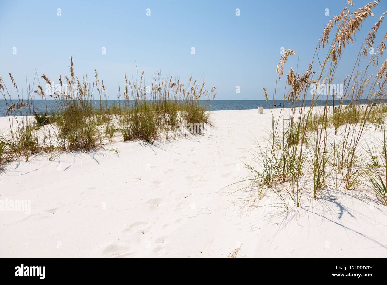Mare di avena fornire controllo erosione su man made spiaggia di sabbia del Golfo del Messico a Gulfport Biloxi e Mississippi Foto Stock
