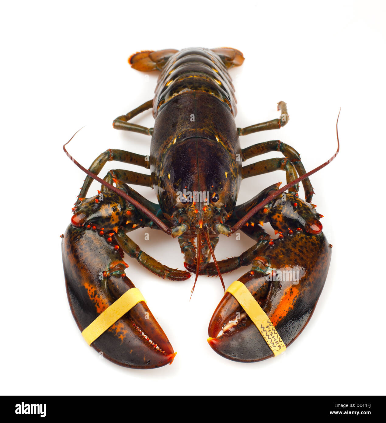 Aragoste vive isolato su sfondo bianco Foto Stock