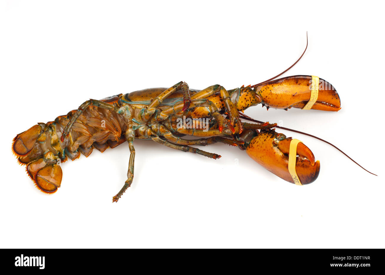 Aragoste vive isolato su sfondo bianco Foto Stock