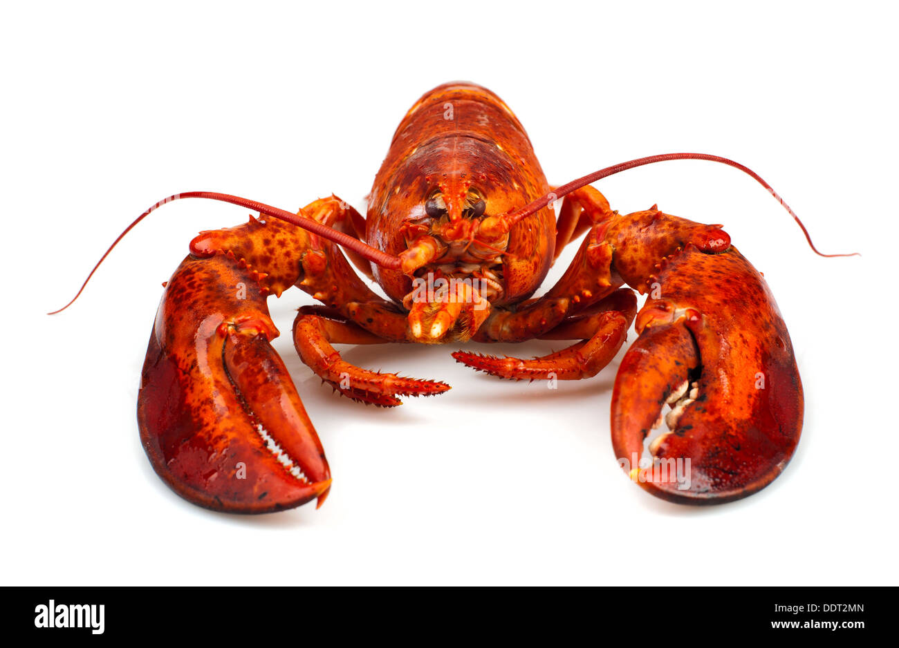Red Lobster isolati su sfondo bianco Foto Stock