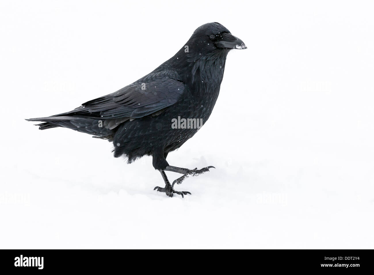 Corvo nella neve Foto Stock