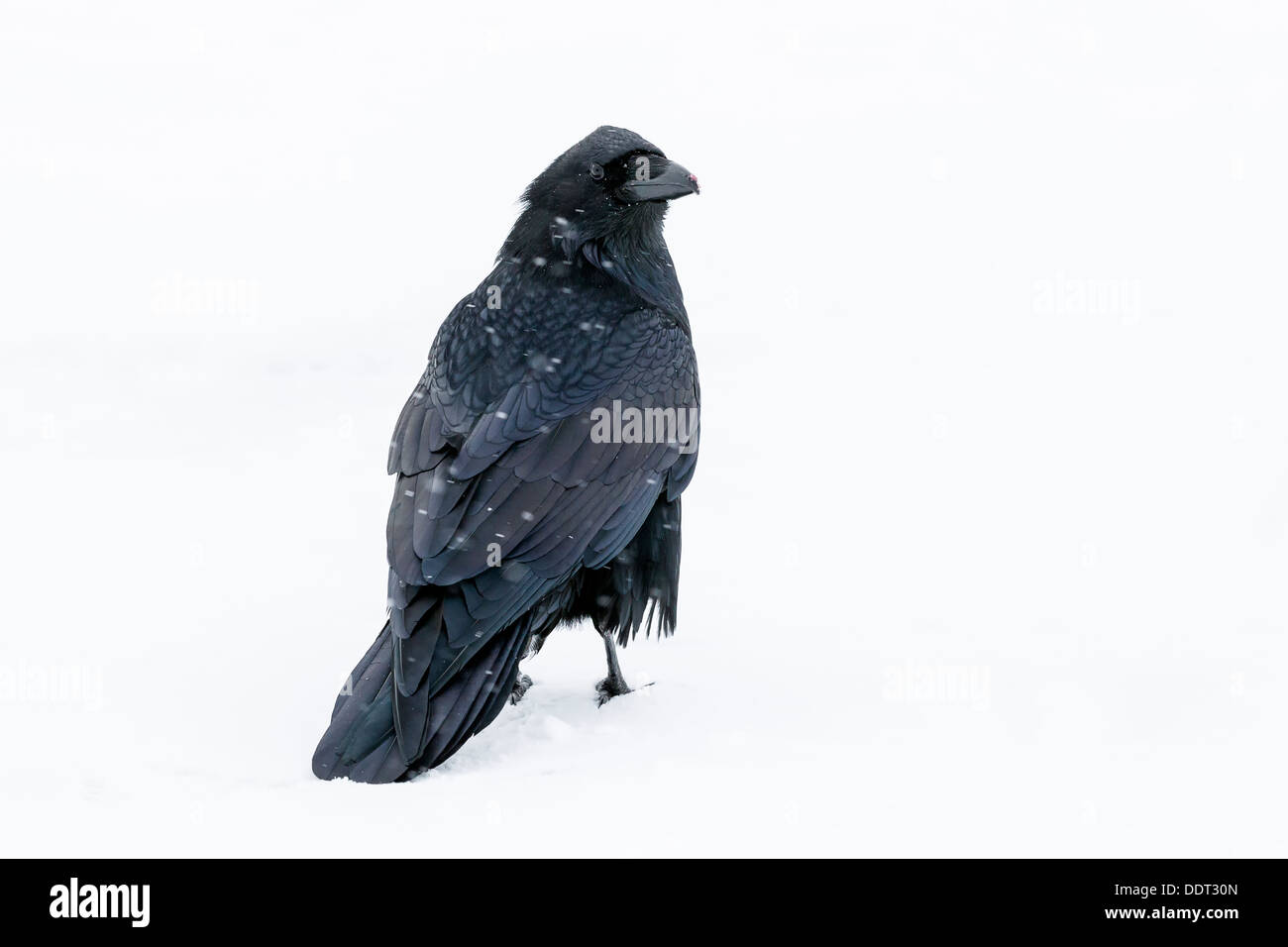 Corvo nella neve Foto Stock