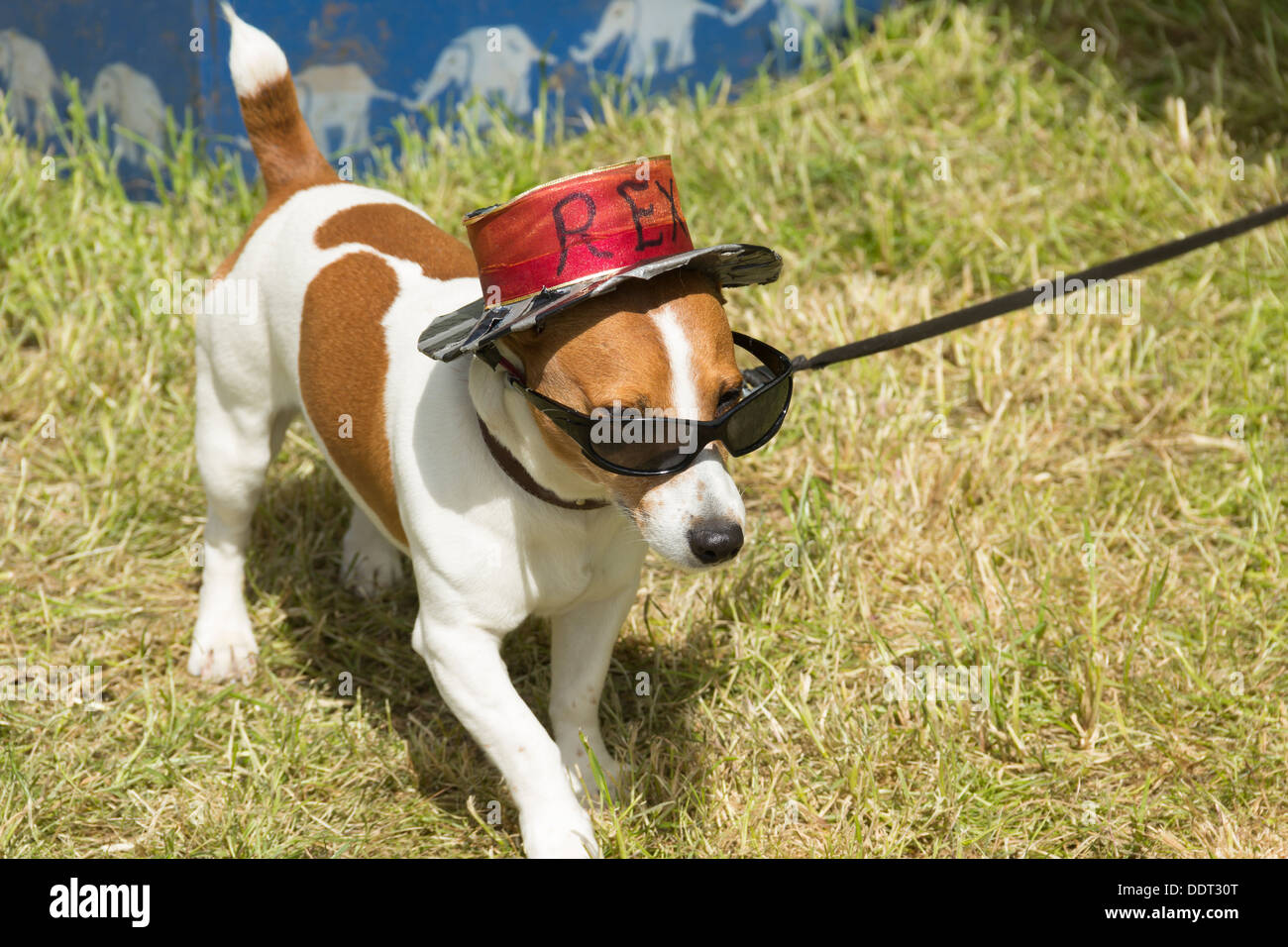 Piccolo bianco non identificato e tan cane nel cappello e occhiali da sole. La HAT REX ha scritto su di esso. Foto Stock