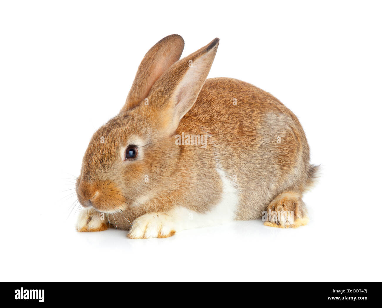 Un simpatico coniglio seduto su sfondo bianco Foto stock - Alamy