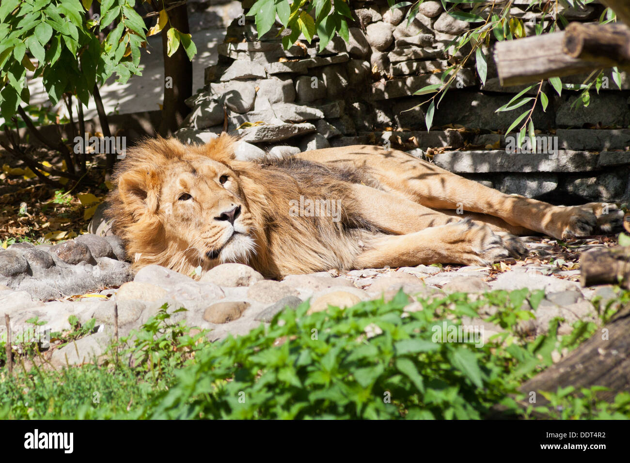 Asian lion dormendo all'aperto nel giorno di estate Foto Stock
