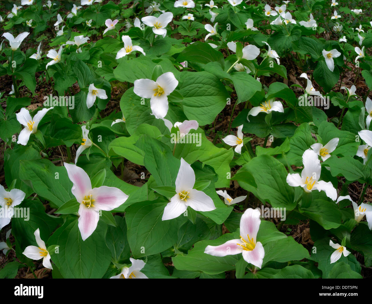 Trilliums in prato. Oregon Foto Stock