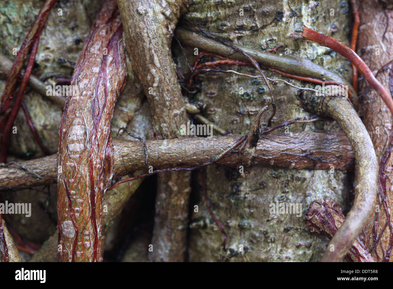 Radici di un Banyan Tree Foto Stock