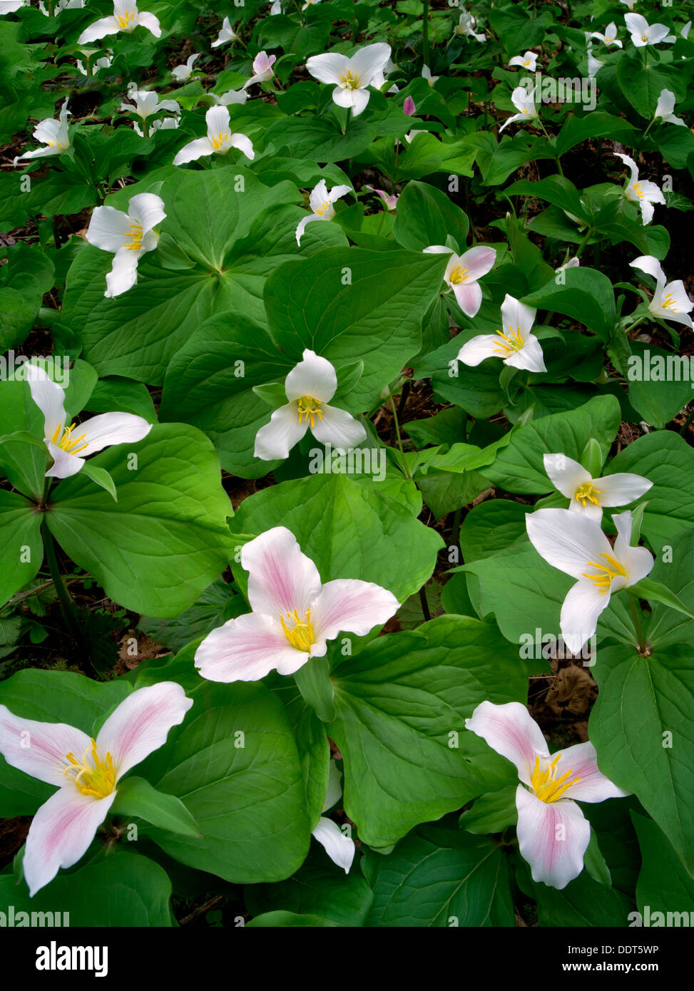 Trilliums in prato. Oregon Foto Stock