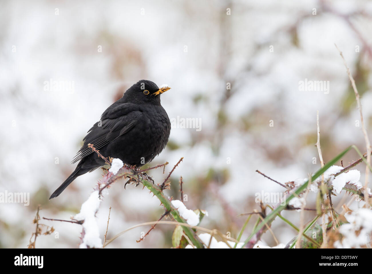 Merlo nella neve Foto Stock