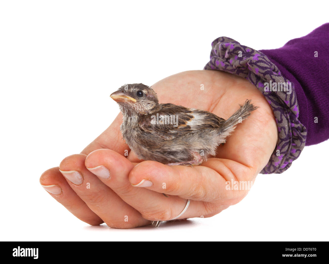 Close up di Nizza piccolo uccello in una mano su sfondo bianco Foto Stock