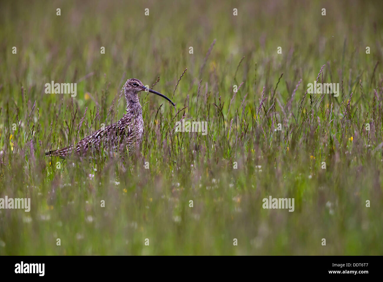 Curlew in un prato di fiori selvaggi Foto Stock