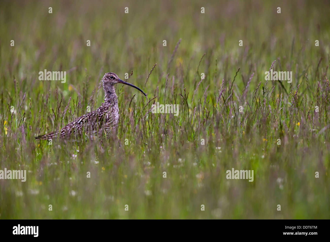 Curlew in un prato di fiori selvaggi Foto Stock