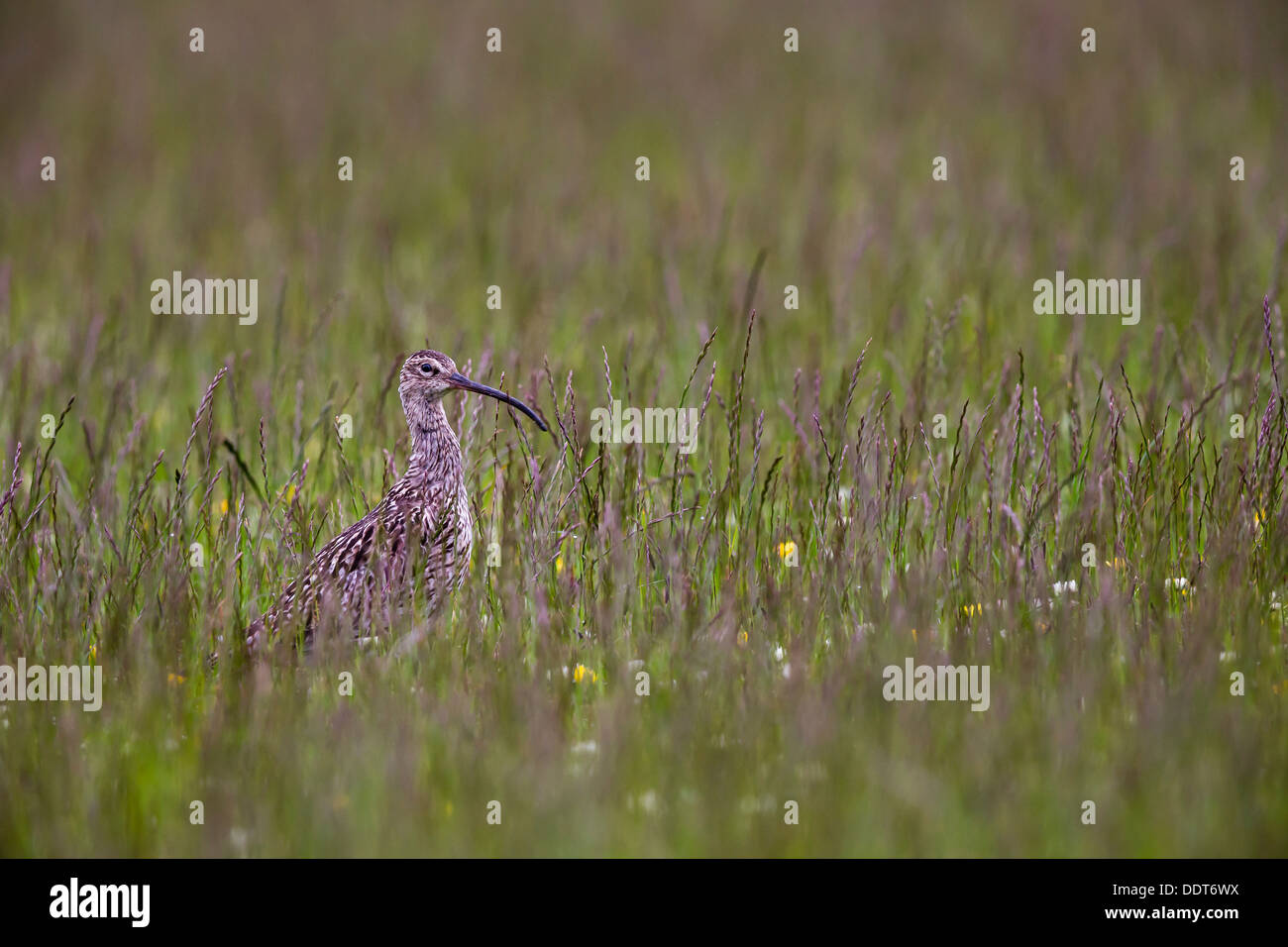 Curlew in un prato di fiori selvaggi Foto Stock