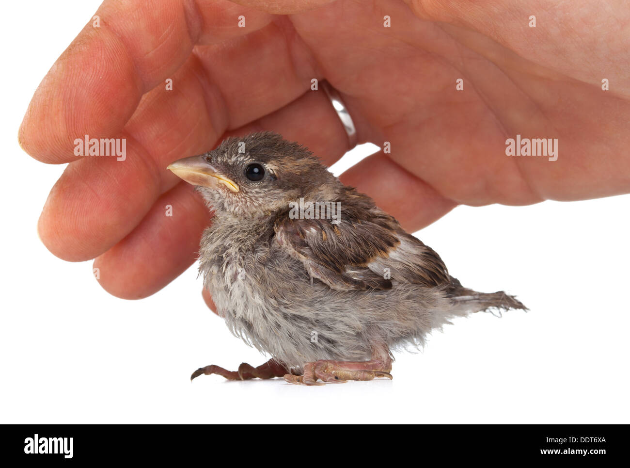 Close up di Nizza piccolo uccello in una mano su sfondo bianco Foto Stock