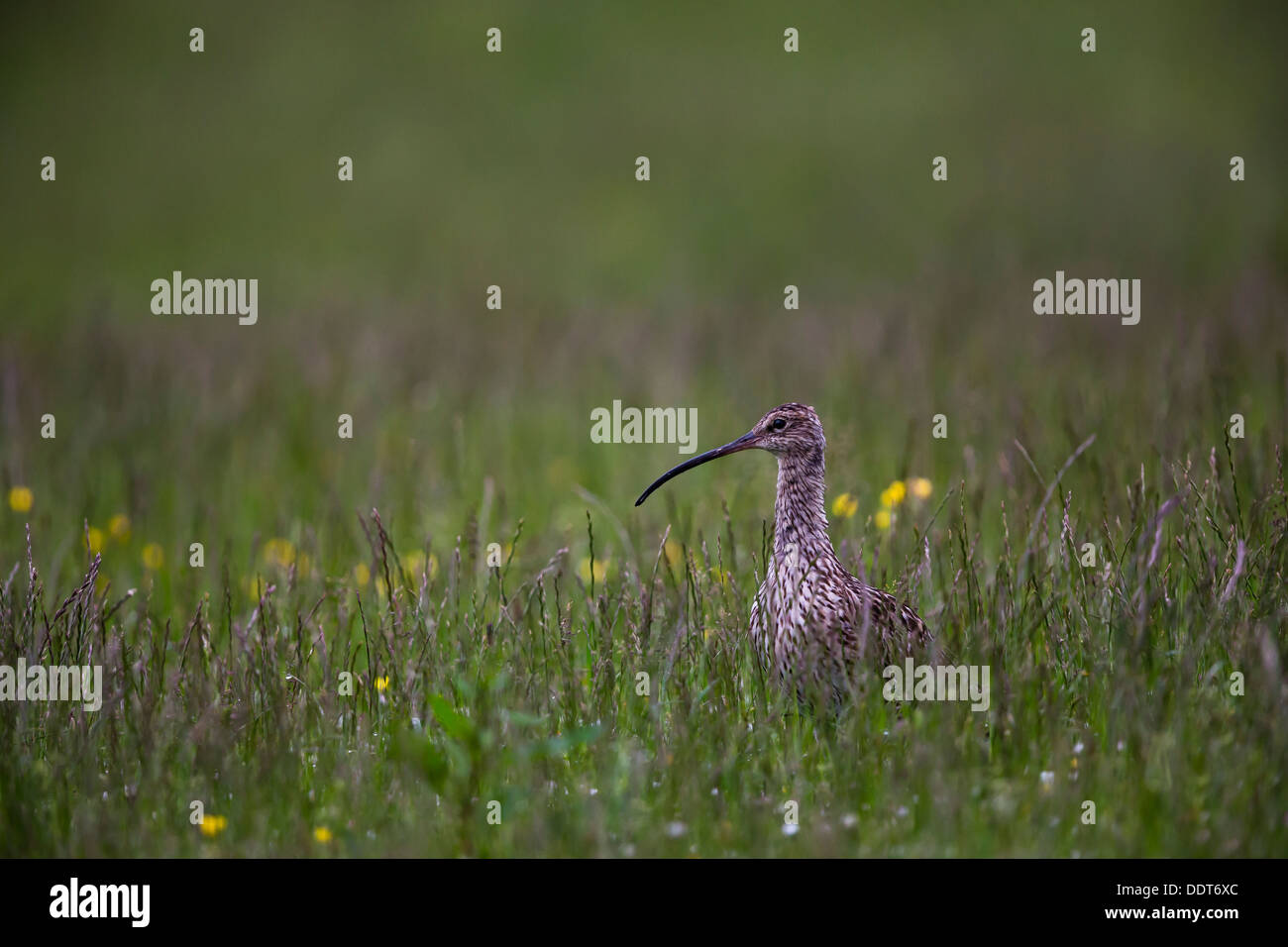 Curlew in un prato di fiori selvaggi Foto Stock